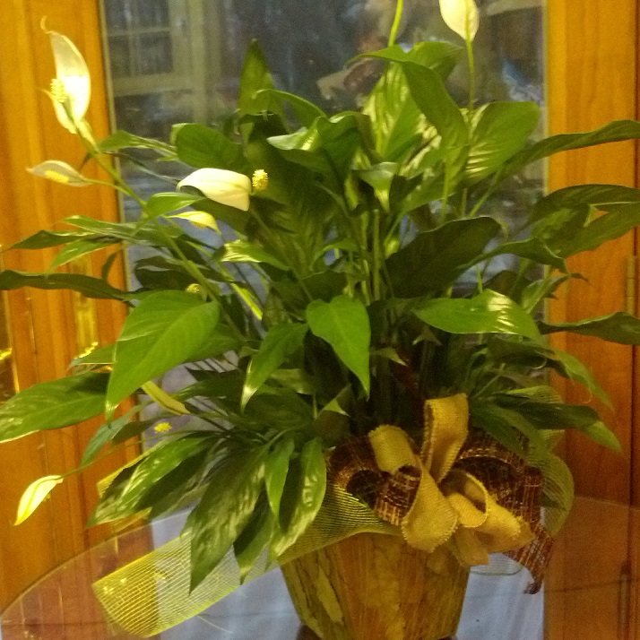 Peace Lilly